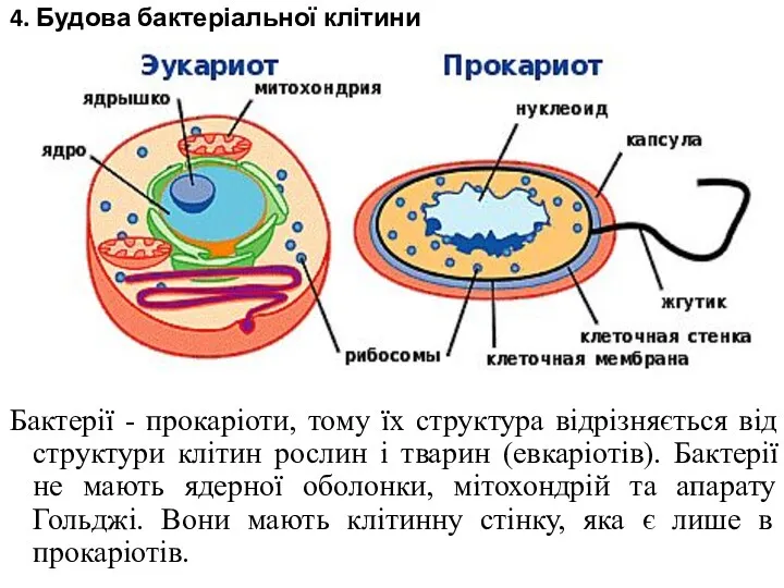 4. Будова бактеріальної клітини Бактерії - прокаріоти, тому їх структура