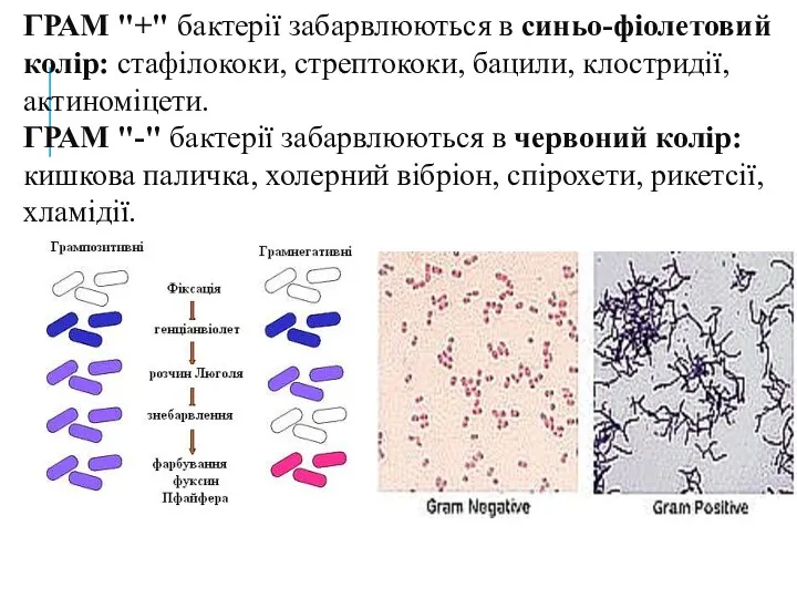 ГРАМ "+" бактерії забарвлюються в синьо-фіолетовий колір: стафілококи, стрептококи, бацили,