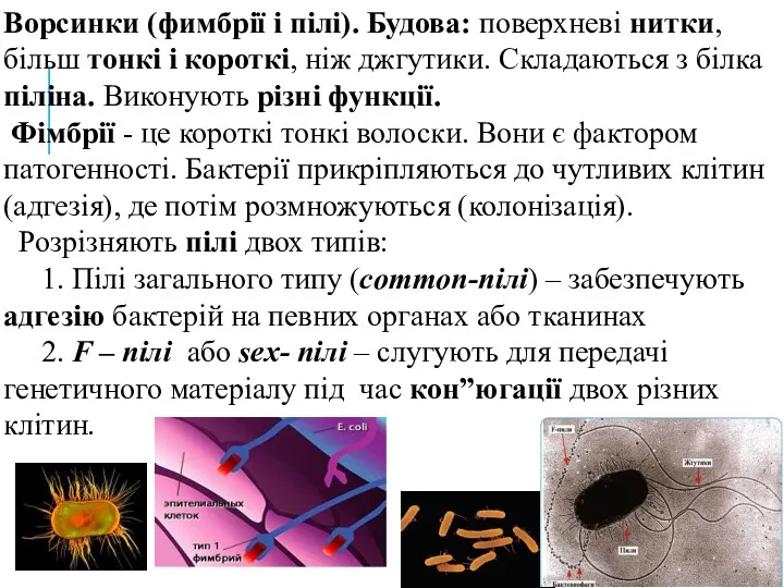 Ворсинки (фимбрії і пілі). Будова: поверхневі нитки, більш тонкі і