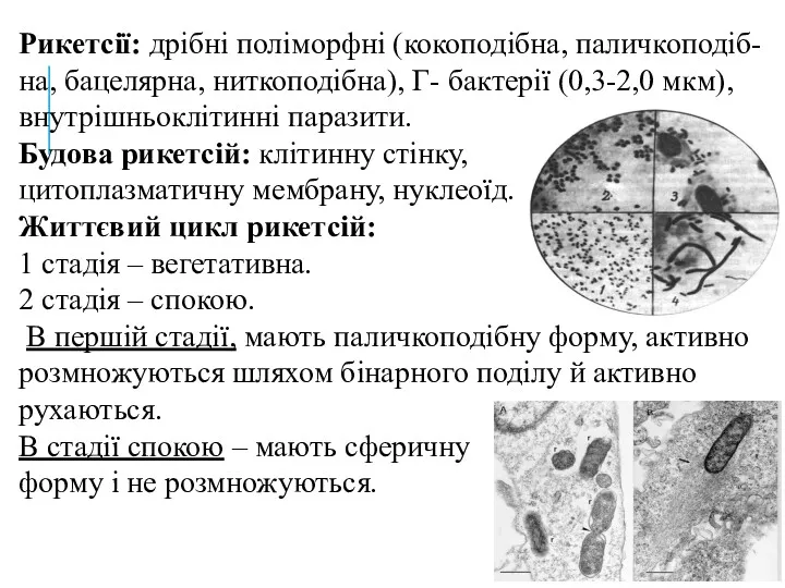 Рикетсії: дрібні поліморфні (кокоподібна, паличкоподіб-на, бацелярна, ниткоподібна), Г- бактерії (0,3-2,0