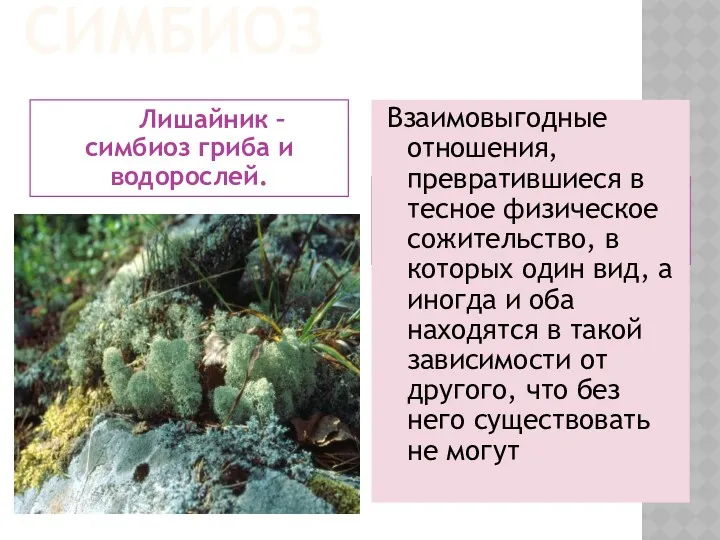 СИМБИОЗ Лишайник – симбиоз гриба и водорослей. Взаимовыгодные отношения, превратившиеся