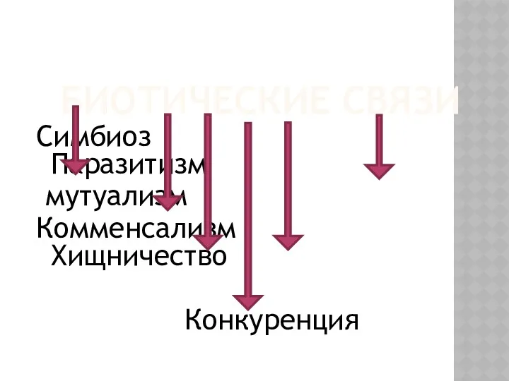 БИОТИЧЕСКИЕ СВЯЗИ Симбиоз Паразитизм мутуализм Комменсализм Хищничество Конкуренция