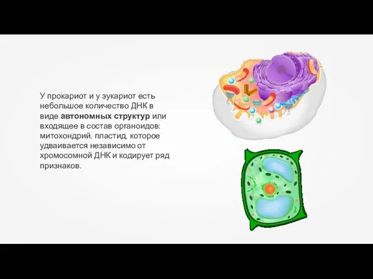 У прокариот и у эукариот есть небольшое количество ДНК в