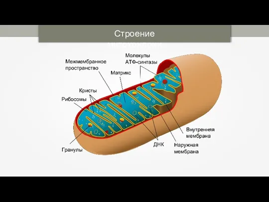 Строение митохондрии