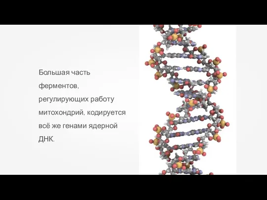 Большая часть ферментов, регулирующих работу митохондрий, кодируется всё же генами ядерной ДНК.