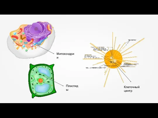 Митохондрии Клеточный центр Пластиды
