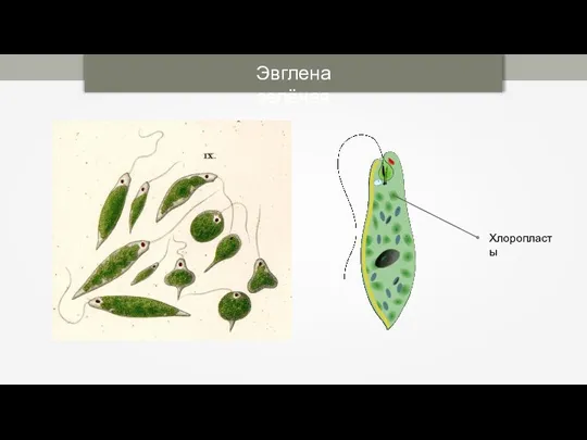 Эвглена зелёная Хлоропласты