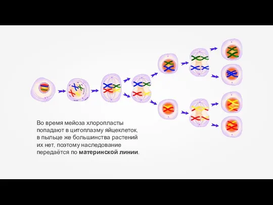 Во время мейоза хлоропласты попадают в цитоплазму яйцеклеток, в пыльце