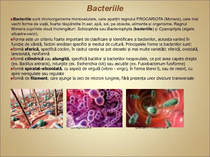 Bacteriile Bacteriile sunt microorganisme monocelulare, care aparțin regnului PROCARIOTA (Monera),