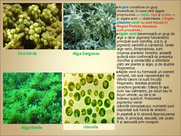 Algele constituie un grup diversificat, în care intră algele propriu-zise