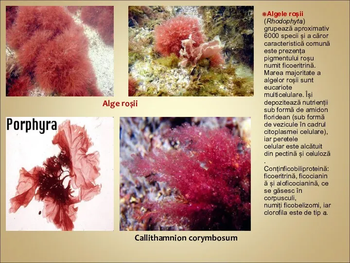 Algele roșii (Rhodophyta) grupează aproximativ 6000 specii și a căror