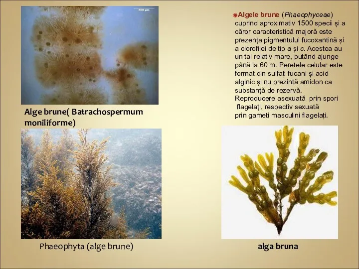 Algele brune (Phaeophyceae) cuprind aproximativ 1500 specii și a căror