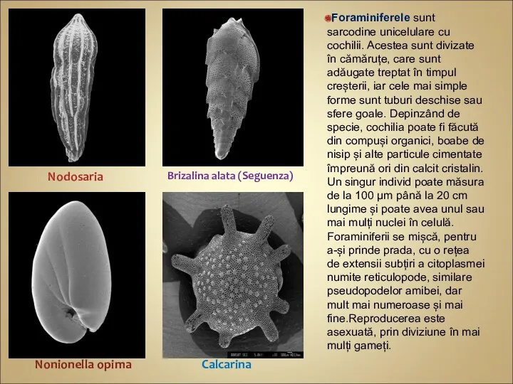 Foraminiferele sunt sarcodine unicelulare cu cochilii. Acestea sunt divizate în