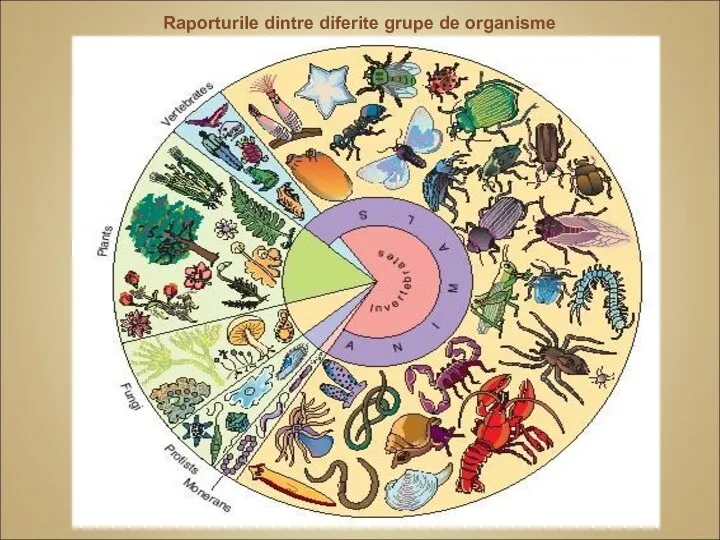 Raporturile dintre diferite grupe de organisme