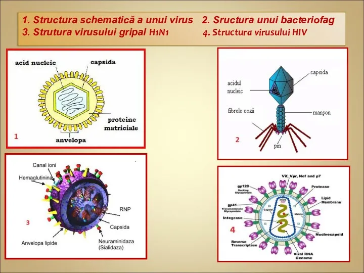 1. Structura schematică a unui virus 2. Sructura unui bacteriofag