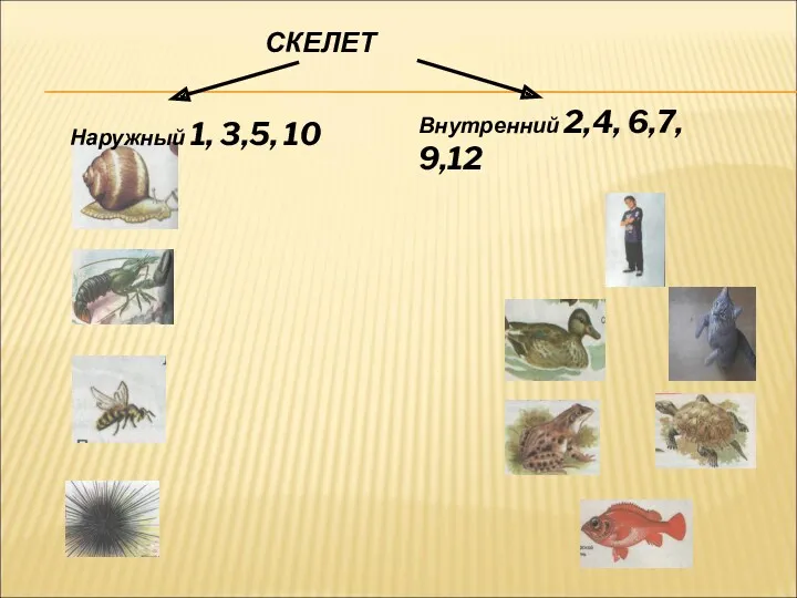 СКЕЛЕТ Наружный 1, 3,5, 10 Внутренний 2,4, 6,7, 9,12