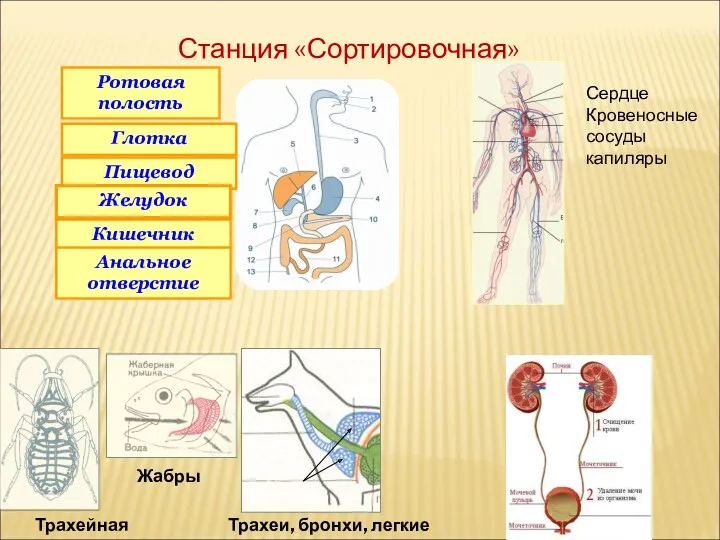 Ротовая полость Глотка Пищевод Желудок Кишечник Анальное отверстие Трахеи, бронхи,