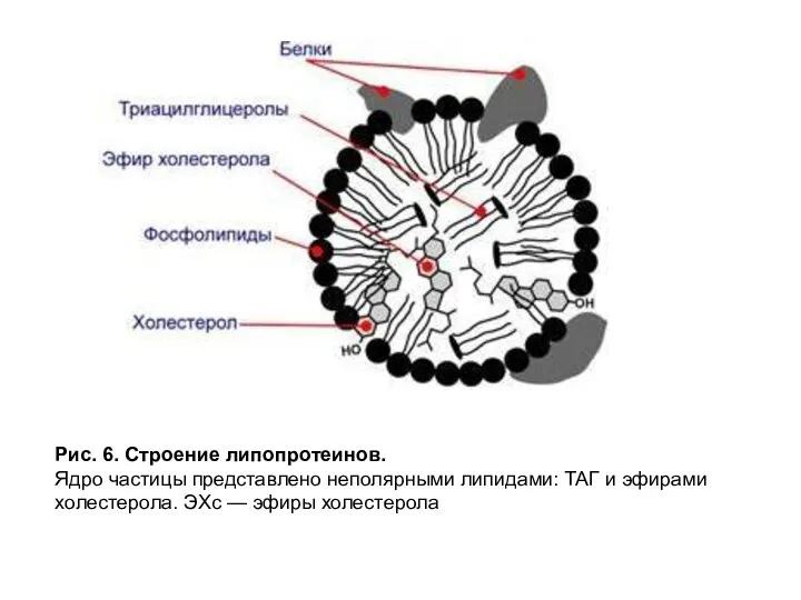 Рис. 6. Строение липопротеинов. Ядро частицы представлено неполярными липидами: ТАГ