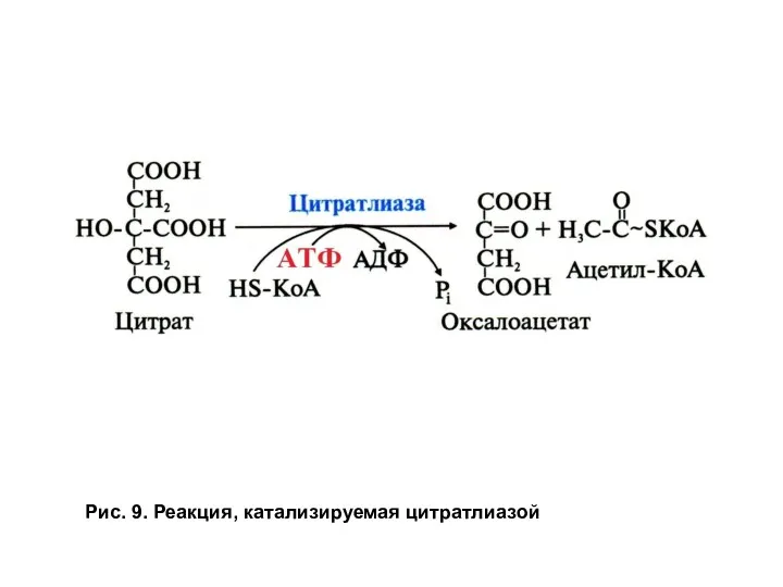 Рис. 9. Реакция, катализируемая цитратлиазой