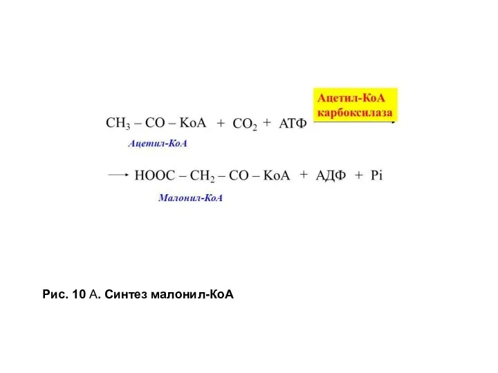 Рис. 10 А. Синтез малонил-КоА