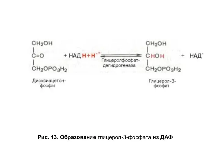 Рис. 13. Образование глицерол-3-фосфата из ДАФ