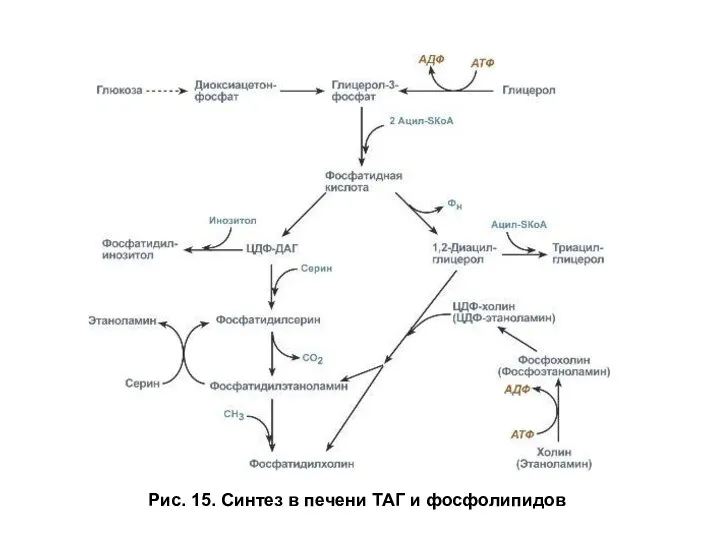 Рис. 15. Синтез в печени ТАГ и фосфолипидов