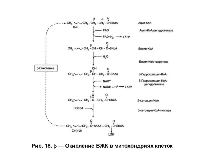Рис. 18. β — Окисление ВЖК в митохондриях клеток