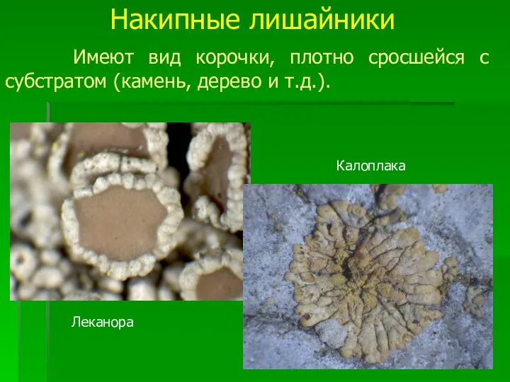 Накипные лишайники Имеют вид корочки, плотно сросшейся с субстратом (камень, дерево и т.д.). Леканора Калоплака