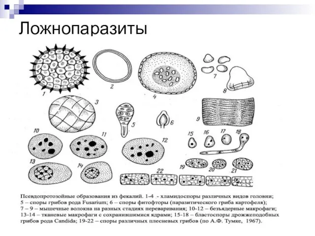 Ложнопаразиты