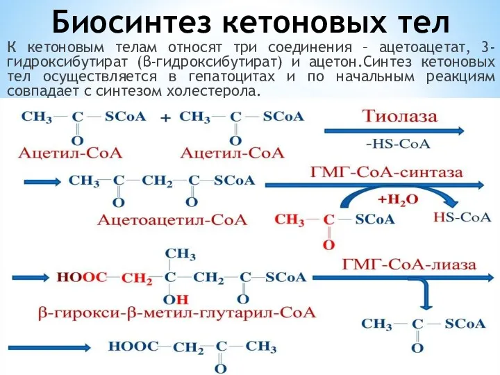 Биосинтез кетоновых тел К кетоновым телам относят три соединения –