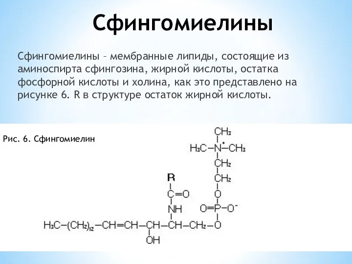 Сфингомиелины Сфингомиелины – мембранные липиды, состоящие из аминоспирта сфингозина, жирной кислоты, остатка фосфорной
