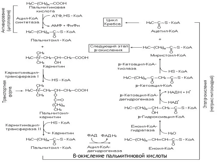 β-окисление пальмитиновой кислоты