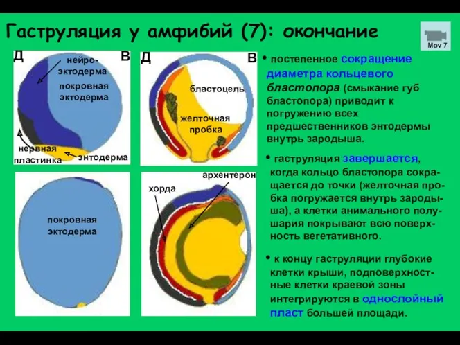 Гаструляция у амфибий (7): окончание постепенное сокращение диаметра кольцевого бластопора