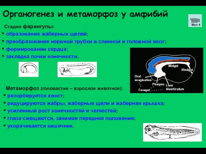 Стадия фарингулы: образование жаберных щелей; преобразование нервной трубки в спинной