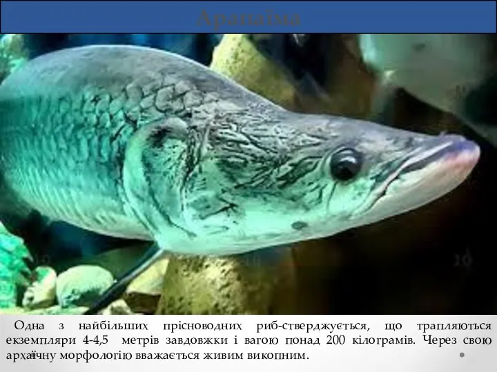 Арапаїма Одна з найбільших прісноводних риб-стверджується, що трапляються екземпляри 4-4,5 метрів завдовжки і