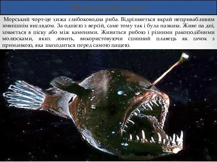 Морський чорт Морський чорт-це хижа глибоководна риба. Відрізняється вкрай непривабливим зовнішнім виглядом. За