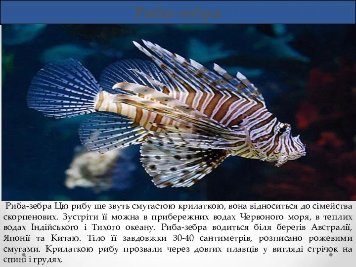 Риба-зебра Риба-зебра Цю рибу ще звуть смугастою крилаткою, вона відноситься до сімейства скорпенових.
