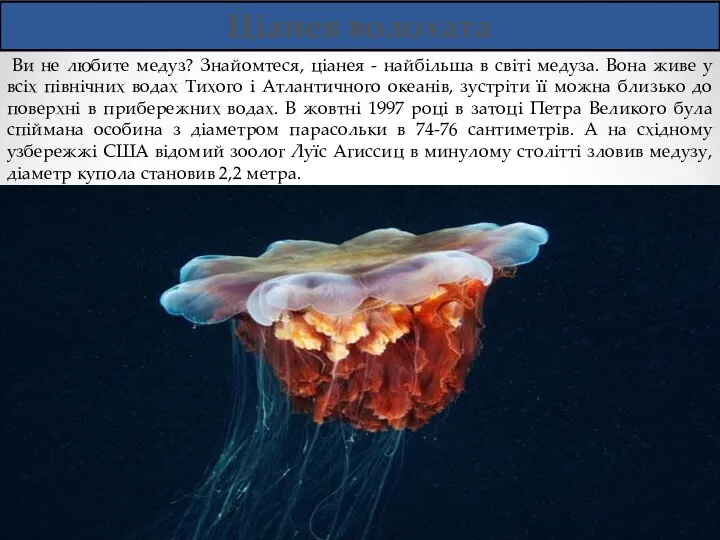 Ціанея волохата Ви не любите медуз? Знайомтеся, ціанея - найбільша в світі медуза.