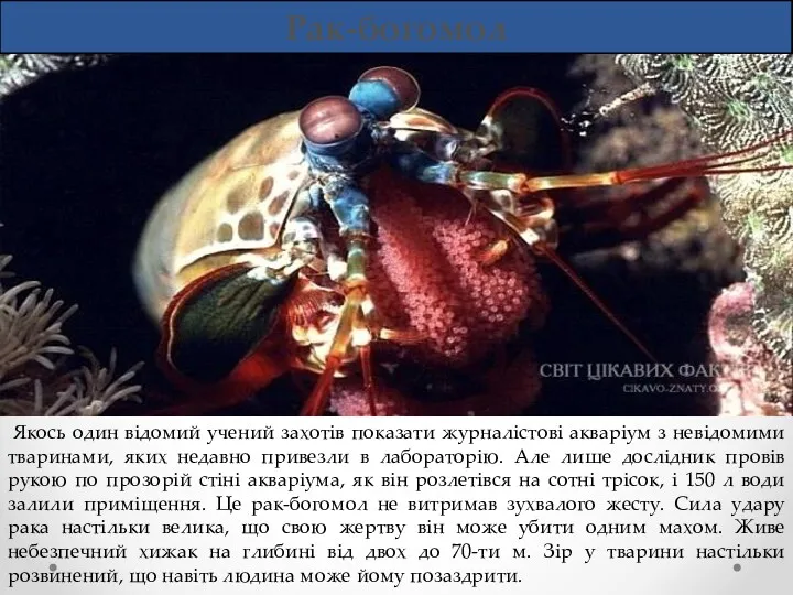 Рак-богомол Якось один відомий учений захотів показати журналістові акваріум з невідомими тваринами, яких