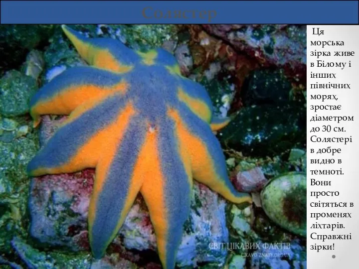 Солястер Ця морська зірка живе в Білому і інших північних морях, зростає діаметром