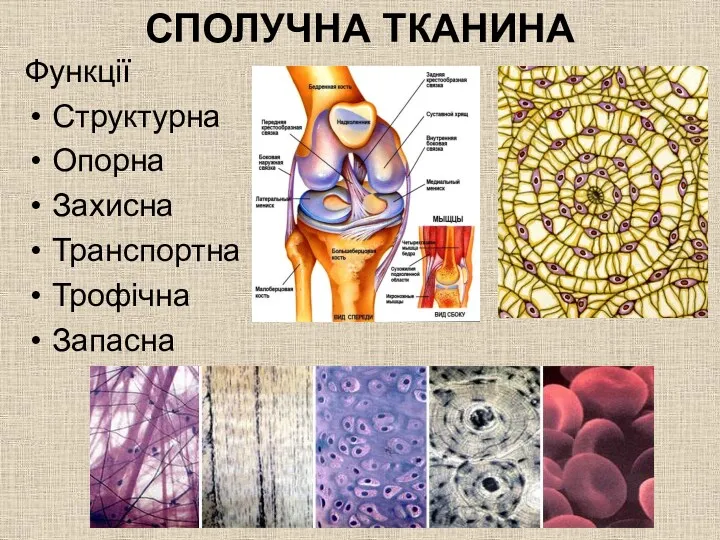 СПОЛУЧНА ТКАНИНА Функції Структурна Опорна Захисна Транспортна Трофічна Запасна