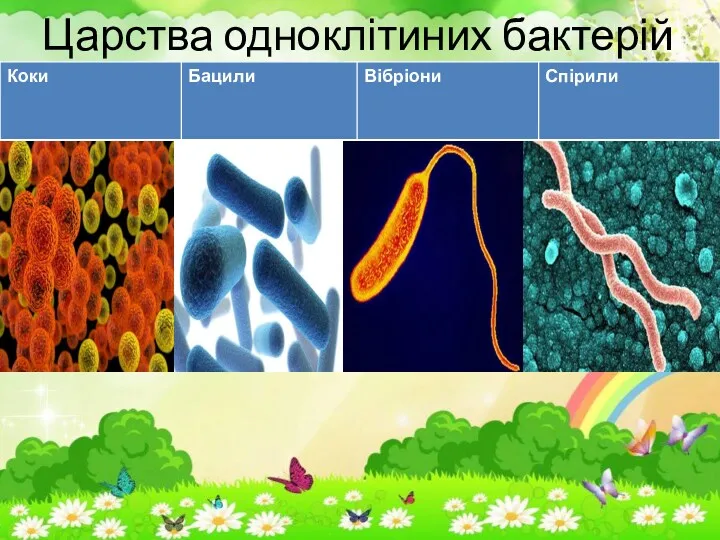 Царства одноклітиних бактерій