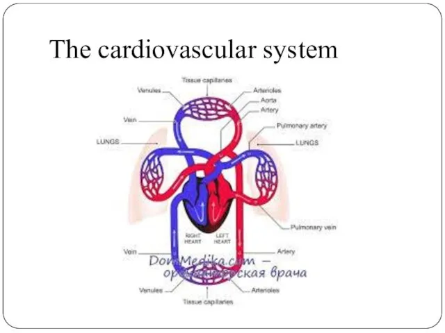 The cardiovascular system