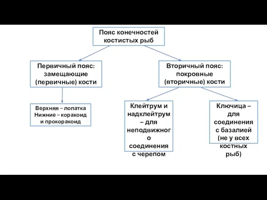 Пояс конечностей костистых рыб Вторичный пояс: покровные (вторичные) кости Первичный пояс: замещающие (первичные)