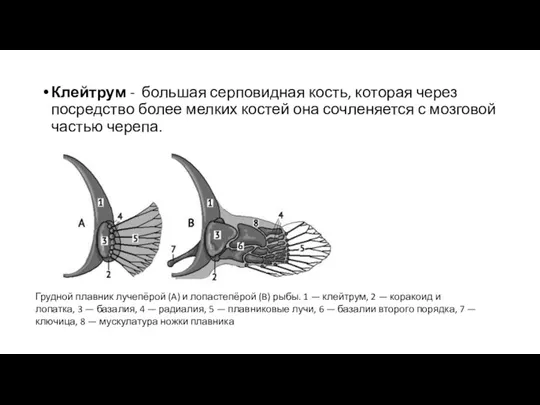 Клейтрум - большая серповидная кость, которая через посредство более мелких костей она сочленяется