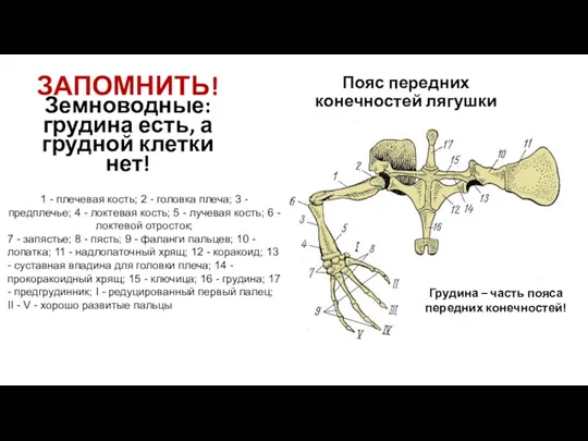 Пояс передних конечностей лягушки Земноводные: грудина есть, а грудной клетки нет! ЗАПОМНИТЬ! Грудина