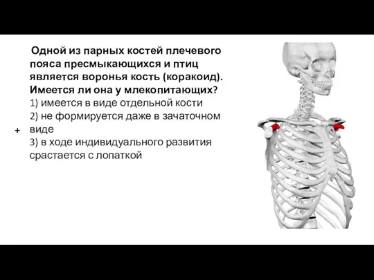 Одной из парных костей плечевого пояса пресмыкающихся и птиц является