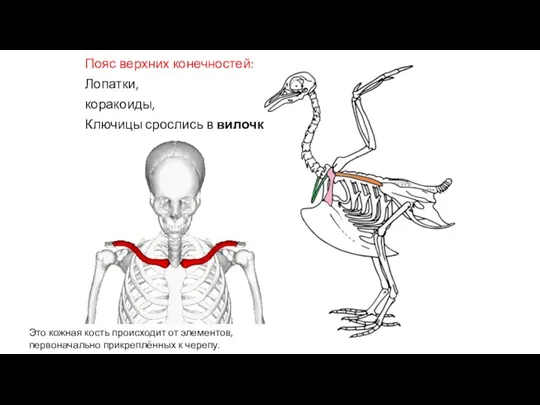 Пояс верхних конечностей: Лопатки, коракоиды, Ключицы срослись в вилочку. Это кожная кость происходит