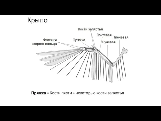 Крыло Пряжка = Кости пясти + некоторые кости запястья