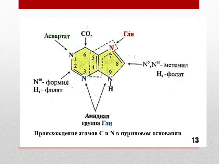 Происхождение атомов С и N в пуриновом основании